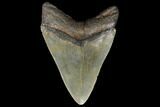Fossil Megalodon Tooth #130712-1